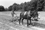 Black Farmer Plowing Field